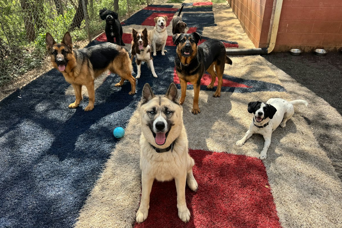 Exemplo de hotel e creche para pets